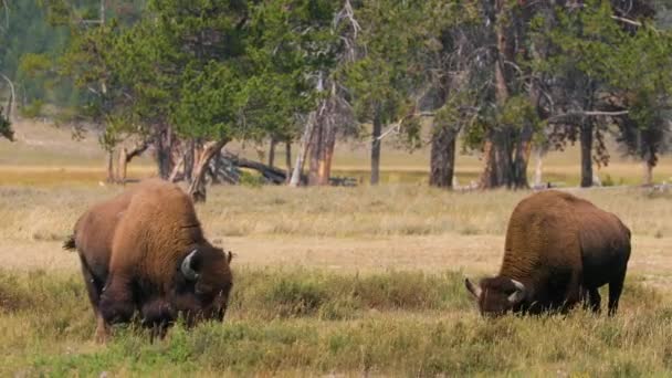 バッファロー放牧草 アメリカンビソンバッファローの偉大な群れのための野生動物の避難所 — ストック動画