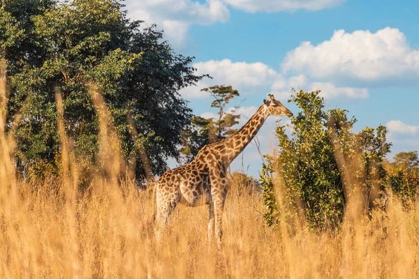 Giraffe Wild Hwange National Park — Stock Photo, Image