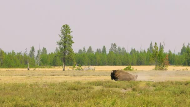 野牛在草场上打滚 为美洲野牛大群提供野生动物保护区 — 图库视频影像