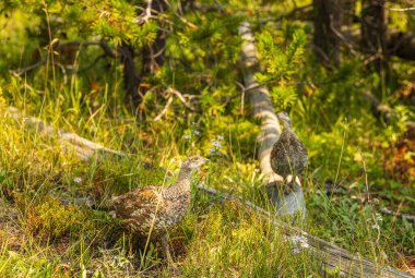 Esmer tavuklar Yellowstone 'da kasıla kasıla yürüyor