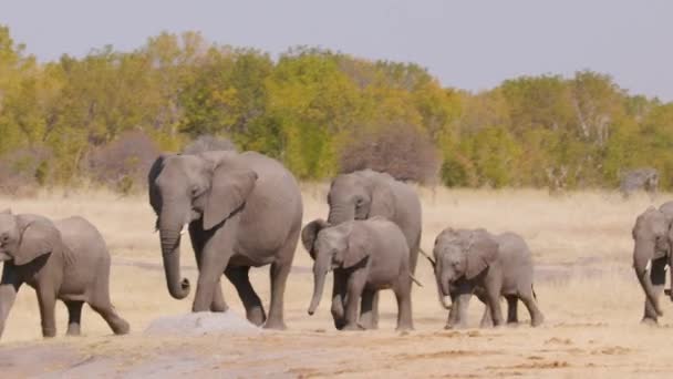 Elefántok Egy Csoportja Tart Víznyelő Felé — Stock videók
