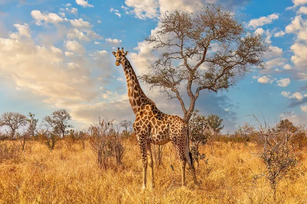 Günbatımında Zürafa Krueger Ulusal Parkı Ndaki Kameraya Bakıyor — Stok fotoğraf