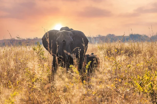 African elephants in savanah at sunset. Natural background for postcards, wallpaper, cover design, web.