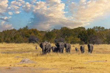 Filler bulutlu bir gökyüzünün altında yaz gününde bir su birikintisinde toplanırlar.