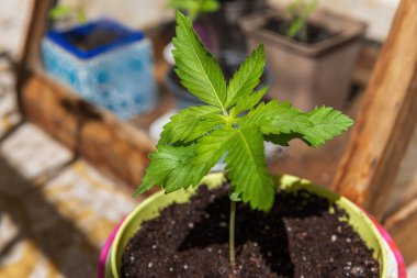 Kenevir fidanı ya da marihuana otun içinde yetişir. Nisan 2024 'ten bu yana Almanya' da üç kadar bitkiye ev sahipliği yapmasına izin veriliyor..