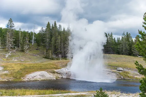 stock image Powerful eruption of a geyser in Yellowstone National Park. The dramatic plume of steam and water rises high into the air, set against a backdrop of dense pine forest and a cloudy sky.