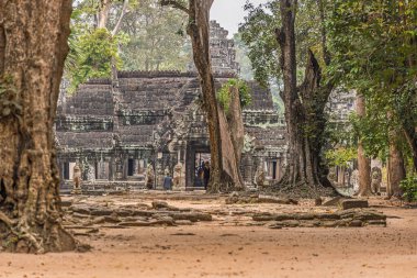 Ta Prohm Tapınağı Sabah ışığında.