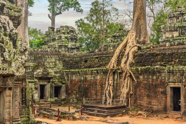 Ta Prohm Tapınağı Sabah ışığında.