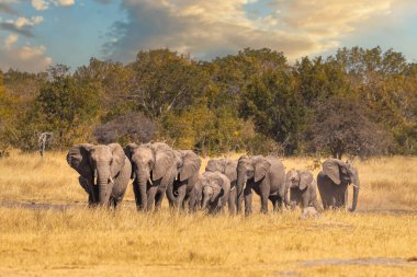 Su aramak için Hwange ovalarında yürüyen filler doğal bir çalılığa sahipler.