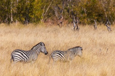 Zimbabve 'deki Hwange Ulusal Parkı' nın kuru çalılıklarında iki zebra yürüyor. Afrika vahşi doğasında sakin bir an.