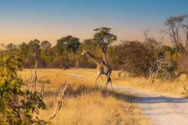 Yalnız bir zürafa, Zimbabve 'deki Hwange Ulusal Parkı' nda kumlu bir yoldan zarifçe geçer. Afrika bozkırlarında huzurlu bir an.