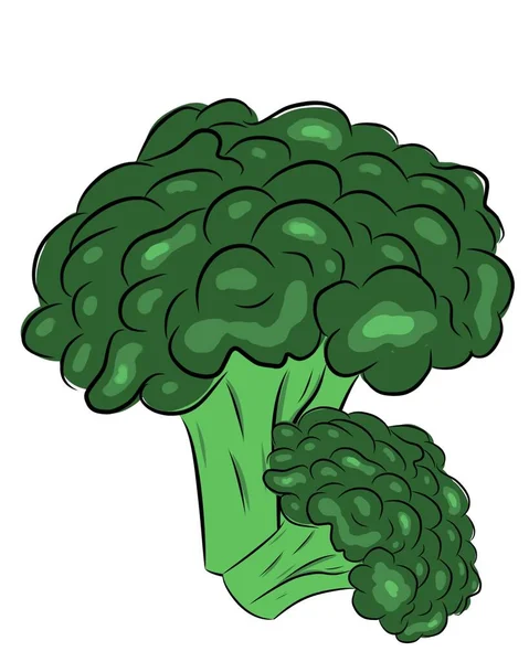 白色背景的说明 新鲜的西兰花蔬菜自然图标 用于杂志 封面菜单 网页的新鲜卡通片 各种白色背景的蔬菜 — 图库照片