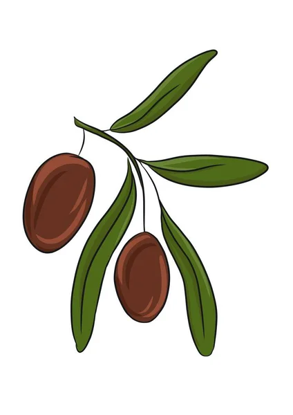 Karikatur Von Oliven Auf Einem Zweig — Stockfoto