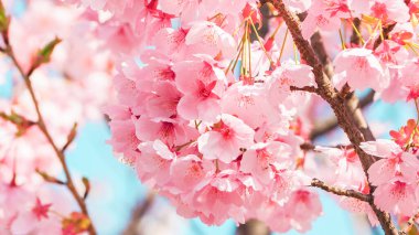 İlkbaharda parkta pembe sakura çiçeklerinin güzel dallarının yumuşak odağı. Çiçek açan kiraz ağacı mavi gökyüzü arka planında. Bahar Çiçeği Duvar Kağıdı, Japonya