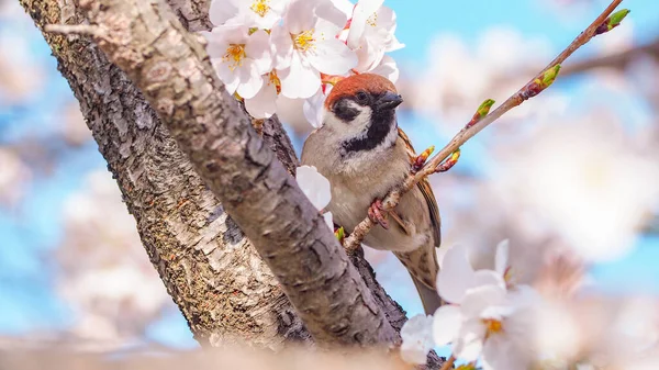 Портрет Японского Воробья Стоящего Ветке Белой Сакуры Цветущей Сакуры Весной — стоковое фото