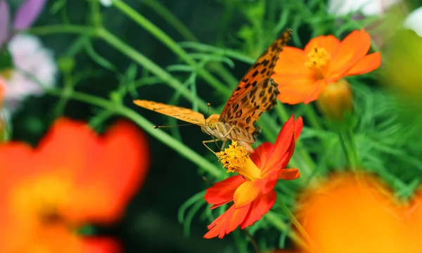 Fotografía Macro Del Néctar Chupador Mariposas Del Cosmos Sobre Fondo — Foto de Stock