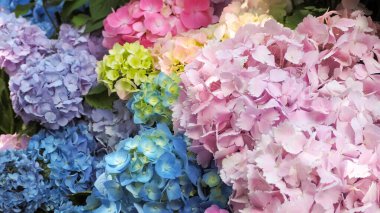 Renkli Hydrangea makrophylla ya da bahçede yaprakları olan Hortensia. Pembe, mavi, leylak, menekşe, yeşil, beyaz, sarı ve mor çiçeklerin farklı çeşitleri bahar ve yaz aylarında çiçek açar.