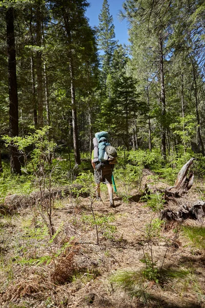 stock image Rear view of backpacker walking in forest on sunny day