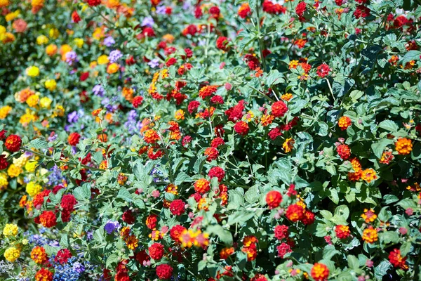 Brightly Colored Ornamental Lantana Bush Its Red Yellow Flowers Which — Stock Photo, Image