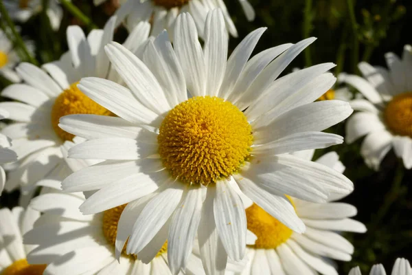 Detailaufnahme Eines Weißen Margeritenblümchens Mit Seinem Charakteristischen Gelben Zentrum Das — Stockfoto