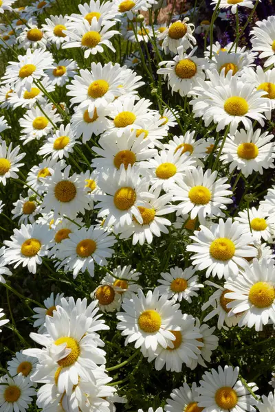 大群新鲜的白色草色或玛格丽特雏菊聚集在花园外 从上面看去 象征春天的到来 — 图库照片