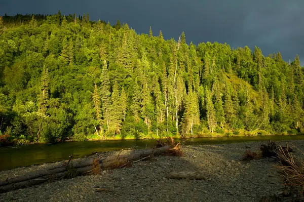 Bosque Verde Iluminado Por Sol Junto Río Kipchuk Las Montañas —  Fotos de Stock