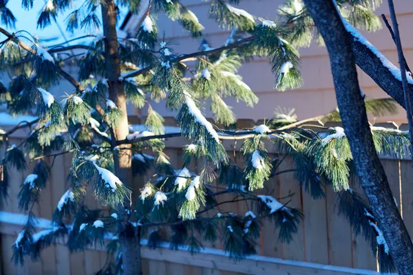 建筑物旁边常绿针叶树枝头上淡淡的冬季白雪 — 图库照片
