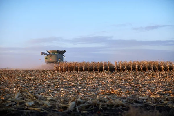 Kukoricamezőt Alkonyatkor Takarítják Égboltozaton Kombájnnal Tarlóra Néző Vágatlan Kukorica Sorok — Stock Fotó
