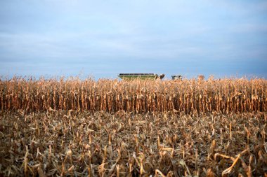 Sonbahar hasadı sırasında mısır sakalı ve mısır tarlası bitkileri ve arka planda bulutlu bir gökyüzüne karşı görülebilen bir hasat makinesinin tepesi.