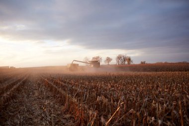 Tozla kaplanmış bir biçerdöver, gün batımında, taşradaki bir çiftlikteki kuru buğday sakallarının arasında aydınlanır..