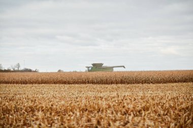 Gri buluta karşı ufuk çizgisi üzerinde düşük açılı, olgun mısır tarlasını hasat eden hasat makinesini birleştirin.