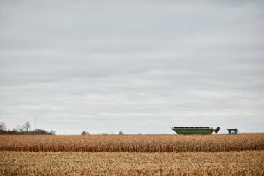 Kuru buğday sakalı ve uzak çiftlikler bulutlu ve bulutlu bir gökyüzünün altında makineler hasat ediyor..