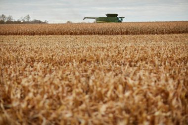 Ön planda sakallı kuru, biçilmiş bir tahıl mahsulü ve bulutlu gökyüzünün altında hasat makinesini birleştirin..