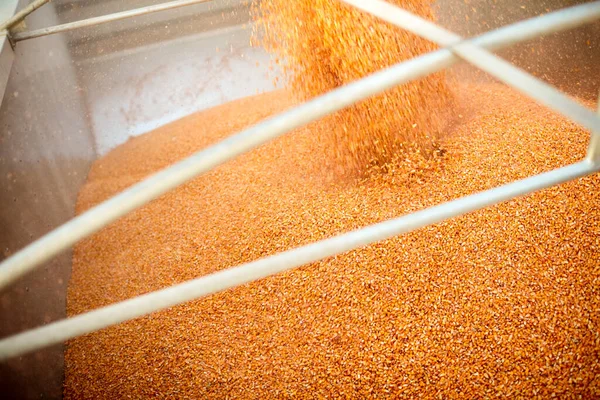 stock image Filling trailer with harvested corn in close up view