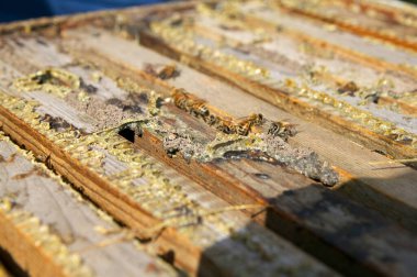 Bal arısı çiftliğindeki ahşap bir arı kovanında işçi arıların yakın çekimi..