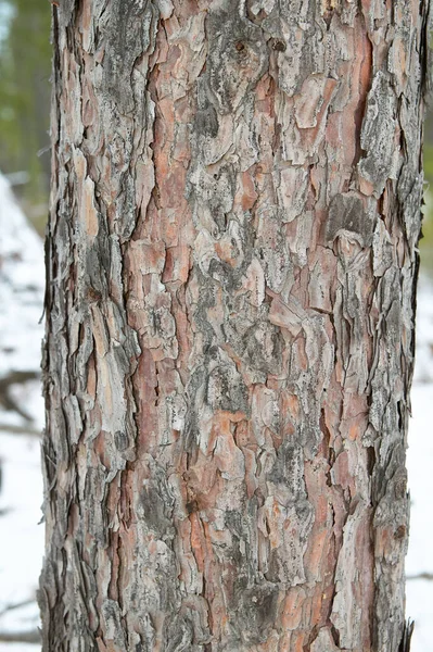 縦の縦の肖像画の向きでフレーク状の針葉樹の松の樹皮と木の幹のクローズアップ — ストック写真