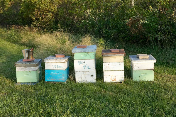 Honingbijenteelt Houten Dozen Een Natuurlijke Omgeving Met Bijenteelt Apparatuur Bijenroker — Stockfoto