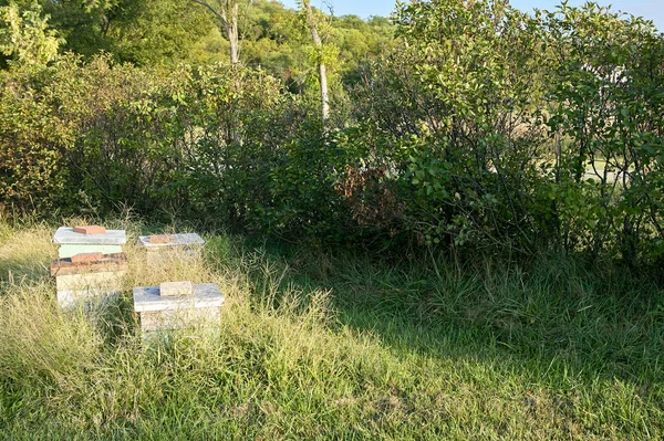 Honey Bee Farming Wooden Boxes Natural Overgrown Outdoor Setting — Stock Photo, Image