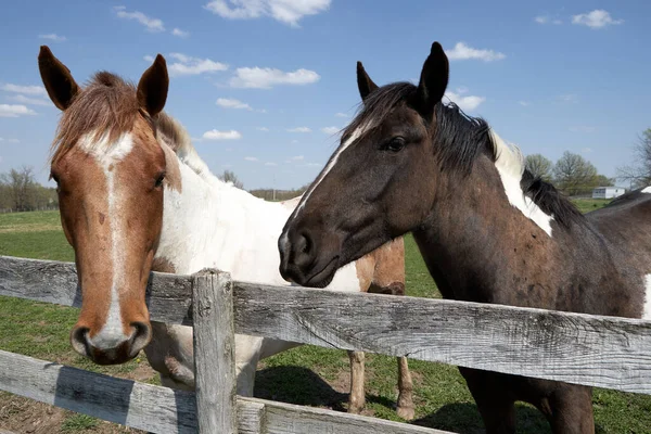 Två Nyfikna Vänliga Hästar Hage Som Står Vid Ett Rustikt — Stockfoto
