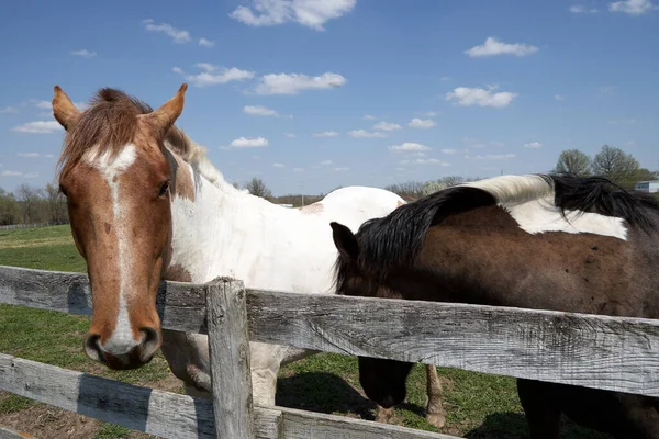 Δύο Καραφλά Άλογα Στο Φράχτη Την Ηλιόλουστη Μέρα — Φωτογραφία Αρχείου