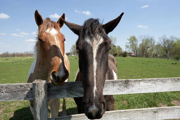 Δύο Φιλικά Άλογα Κρυφοκοιτάζουν Πάνω Από Ένα Ρουστίκ Ξύλινο Φράχτη — Φωτογραφία Αρχείου