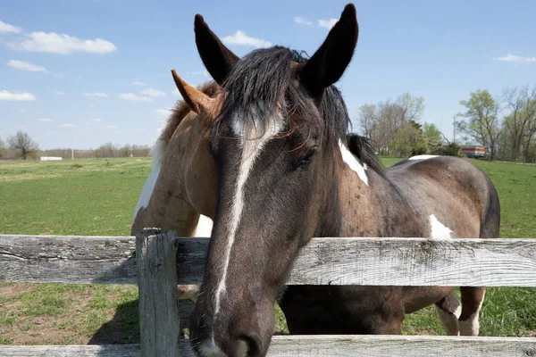 Δύο Καραφλά Άλογα Στο Φράχτη Της Φάρμας Την Ηλιόλουστη Μέρα — Φωτογραφία Αρχείου