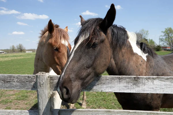 Δύο Ήρεμα Άλογα Στέκονται Στο Φράχτη Της Φάρμας Την Ηλιόλουστη — Φωτογραφία Αρχείου