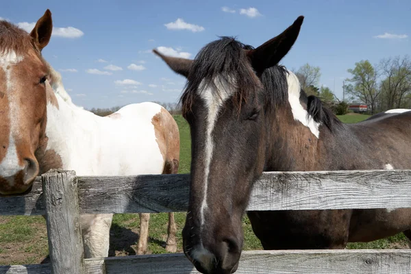 Δύο Ήρεμα Άλογα Στο Φράχτη Την Ηλιόλουστη Μέρα — Φωτογραφία Αρχείου