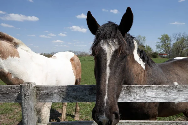 Δύο Ήρεμα Άλογα Στέκονται Στο Φράχτη Στο Βοσκοτόπι Την Ηλιόλουστη — Φωτογραφία Αρχείου
