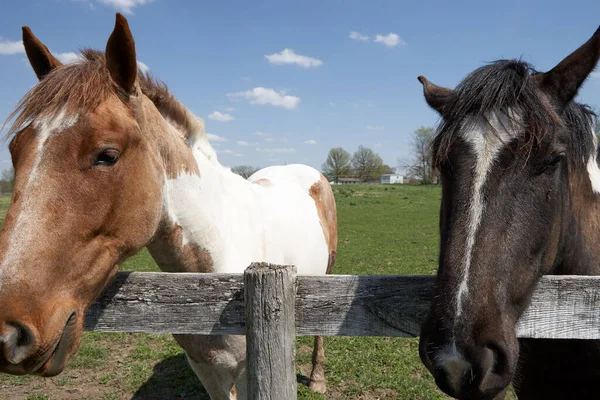 Två Hästar Står Vid Staketet Betesmark Solig Dag — Stockfoto