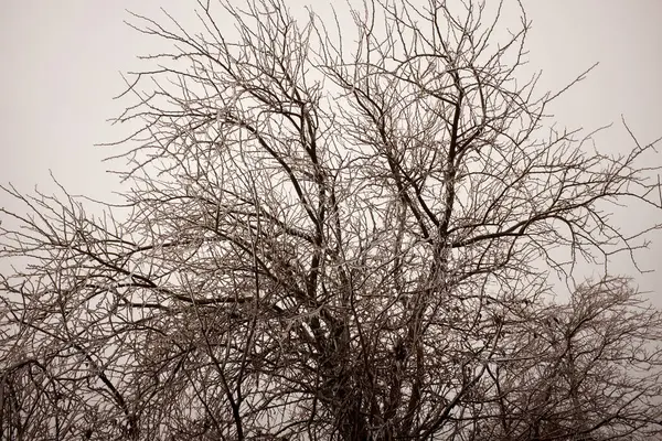 在寒冷而凄凉的冬日里 在阴云密布的天空中 落叶树的枝条光秃秃的 — 图库照片