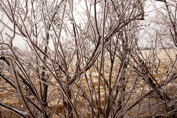 在寒冷的冬日里 在乡间 在结冰或结霜的天气里 树梢裸露 — 图库照片