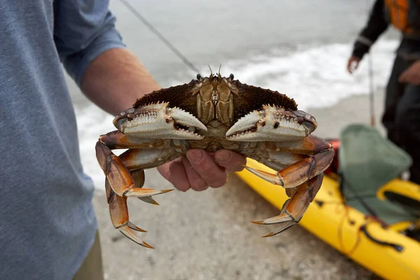 Man Holding Living Crab Shore Kayak — Stock Photo, Image