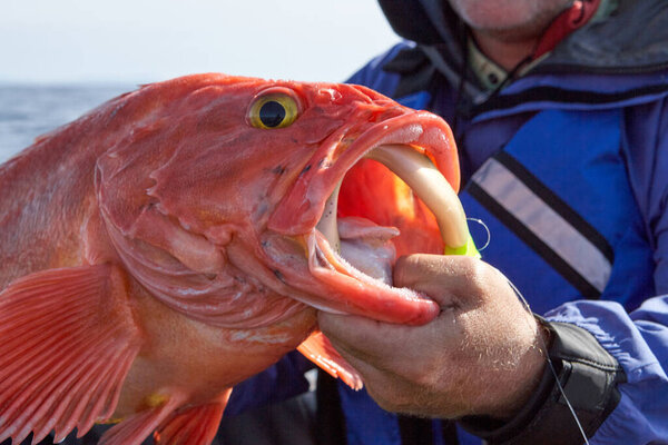 Fisherman holding up a freshly caught rock fish with its mouth open over a lure and line in a close up view of the head of the fish